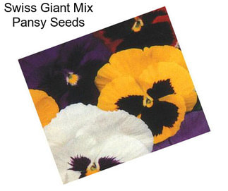 Swiss Giant Mix Pansy Seeds