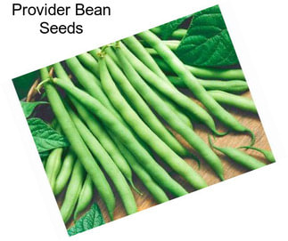 Provider Bean Seeds