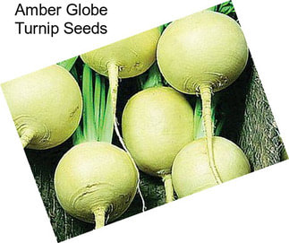 Amber Globe Turnip Seeds