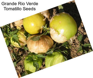 Grande Rio Verde Tomatillo Seeds