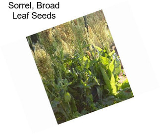 Sorrel, Broad Leaf Seeds