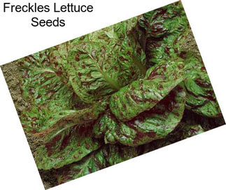 Freckles Lettuce Seeds