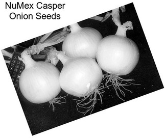NuMex Casper Onion Seeds