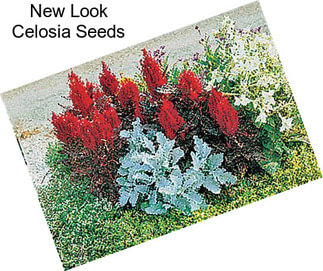 New Look Celosia Seeds