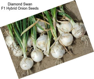 Diamond Swan F1 Hybrid Onion Seeds