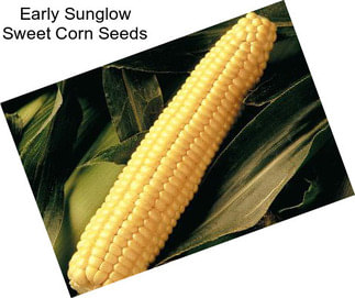 Early Sunglow Sweet Corn Seeds