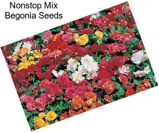 Nonstop Mix Begonia Seeds