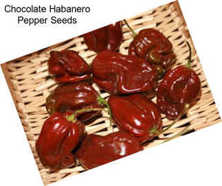 Chocolate Habanero Pepper Seeds