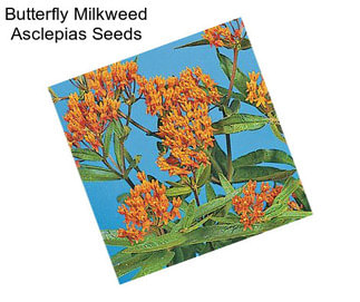 Butterfly Milkweed Asclepias Seeds