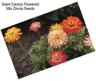 Giant Cactus Flowered Mix Zinnia Seeds