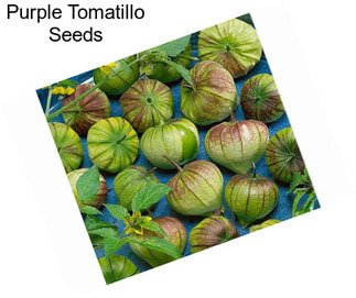 Purple Tomatillo Seeds