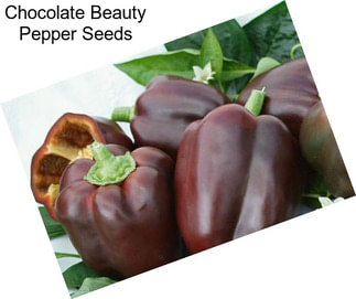 Chocolate Beauty Pepper Seeds