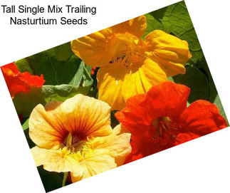 Tall Single Mix Trailing Nasturtium Seeds