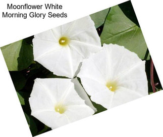 Moonflower White Morning Glory Seeds