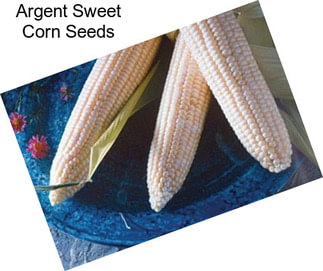 Argent Sweet Corn Seeds