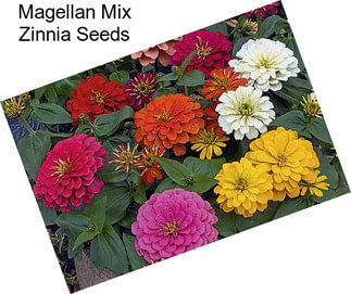 Magellan Mix Zinnia Seeds