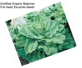 Certified Organic Batavian Full Heart Escarole Seeds