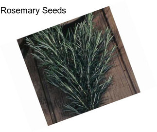 Rosemary Seeds