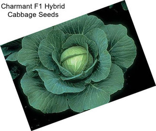 Charmant F1 Hybrid Cabbage Seeds