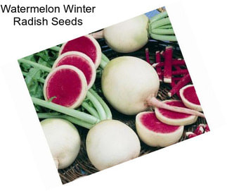 Watermelon Winter Radish Seeds