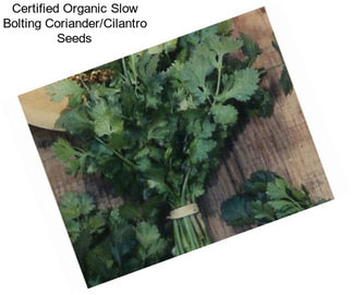 Certified Organic Slow Bolting Coriander/Cilantro Seeds