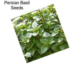 Persian Basil Seeds