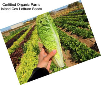 Certified Organic Parris Island Cos Lettuce Seeds