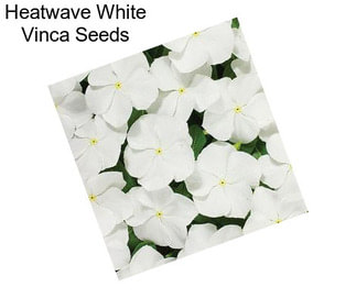 Heatwave White Vinca Seeds