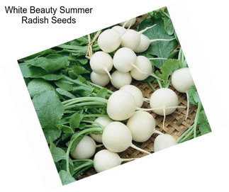 White Beauty Summer Radish Seeds