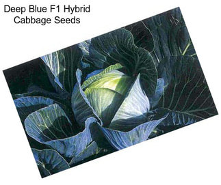 Deep Blue F1 Hybrid Cabbage Seeds