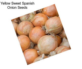 Yellow Sweet Spanish Onion Seeds