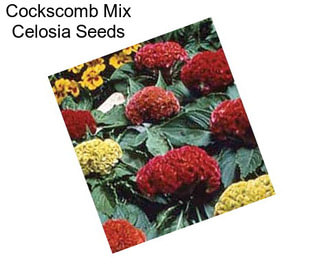 Cockscomb Mix Celosia Seeds