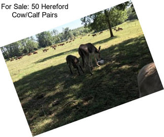 For Sale: 50 Hereford Cow/Calf Pairs