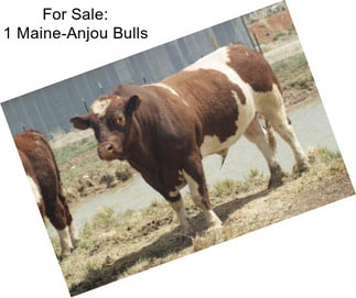 For Sale: 1 Maine-Anjou Bulls