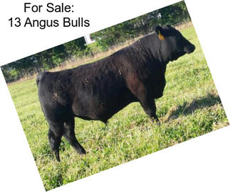 For Sale: 13 Angus Bulls