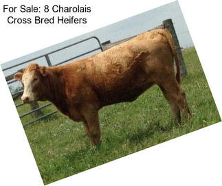For Sale: 8 Charolais Cross Bred Heifers