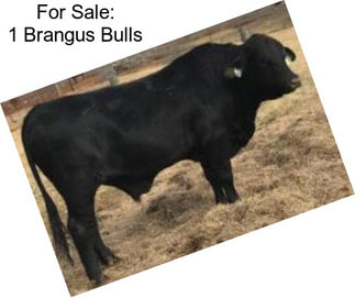 For Sale: 1 Brangus Bulls