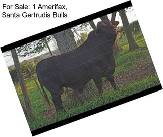 For Sale: 1 Amerifax, Santa Gertrudis Bulls