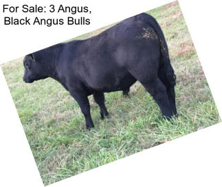 For Sale: 3 Angus, Black Angus Bulls