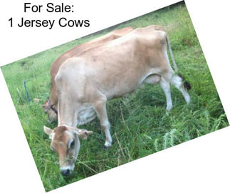 For Sale: 1 Jersey Cows