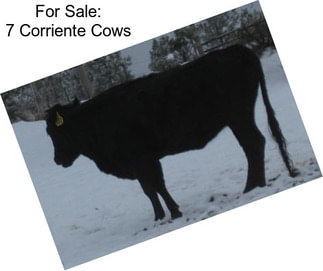 For Sale: 7 Corriente Cows