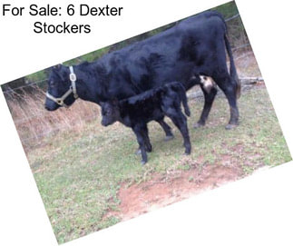 For Sale: 6 Dexter Stockers