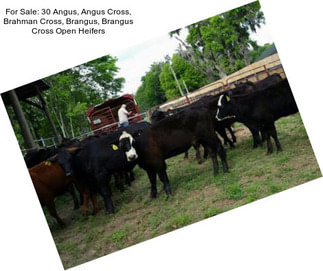 For Sale: 30 Angus, Angus Cross, Brahman Cross, Brangus, Brangus Cross Open Heifers