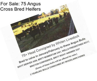 For Sale: 75 Angus Cross Bred Heifers