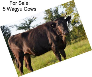 For Sale: 5 Wagyu Cows