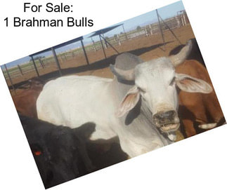 For Sale: 1 Brahman Bulls