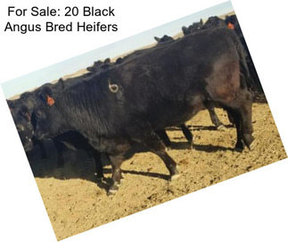 For Sale: 20 Black Angus Bred Heifers