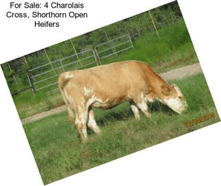 For Sale: 4 Charolais Cross, Shorthorn Open Heifers