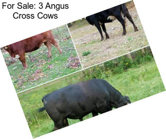 For Sale: 3 Angus Cross Cows