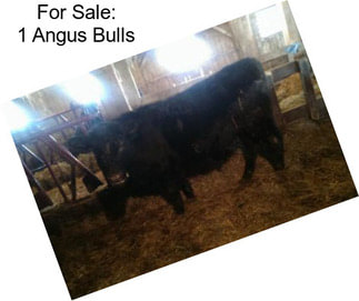 For Sale: 1 Angus Bulls